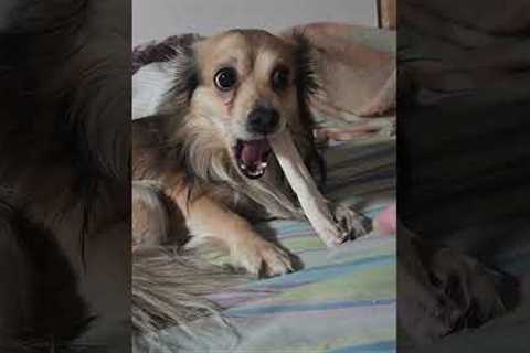 Daring Dog vs Windshield Wipers | FUNNIEST Pets of the Week