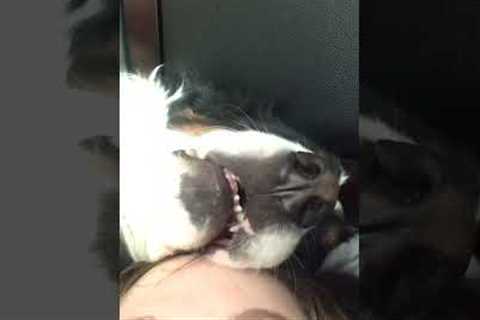 Big Sleepy Dog Snoozes On Mom's Head