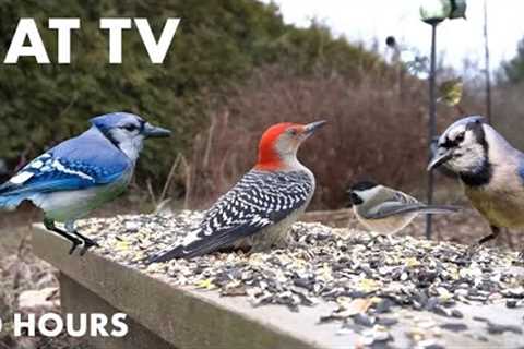 Red-bellied Woodpeckers, Blue Jays and Backyard Animals - 10 Hour Cat TV for Pets - Jan 12, 2024