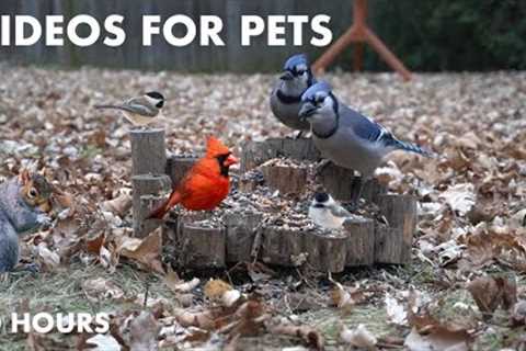 Saturday Morning Cartoons for Pets - Cardinals, Jays, Squirrels - 10 Hour Cat TV - Jan 13, 2024