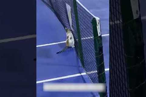 Athletic Cat Plays Tennis On Court