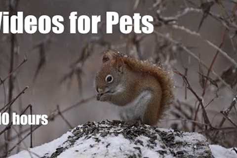 Forest Animals in the Falling Snow - 10 Hour Video for Pets and People - Cat TV - Jan 15, 2024