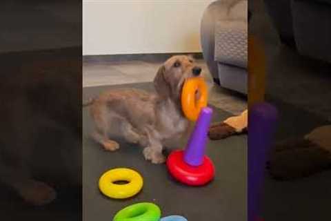 Smart Dog Stacks Rings During Playtime!