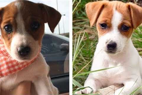 💖 Cutest Jack Russell Puppies Make You Feel Completely At Ease While Watching 🐶 | Cute Puppies