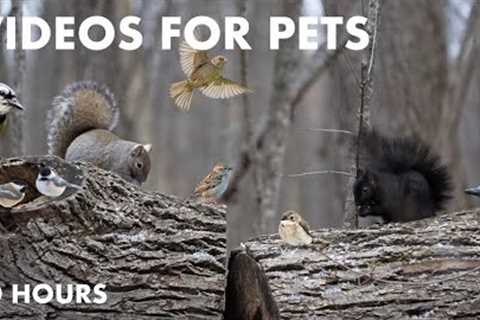 Birds, Squirrels and Forest Friends - 10 Hour Video for Pets and People - Cat TV - Jan 17, 2024