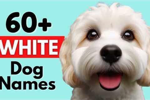 Unique and Rare White Dog Names (With Meanings)