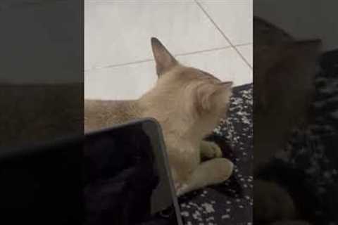 Silly Cat Stirs Soup With Tail