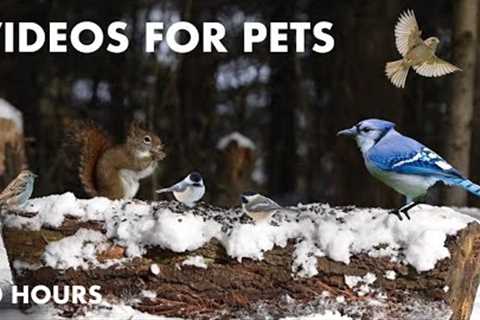 Birds and Squirrels in a Winter Wonderland - 10 Hour Cat TV for Pets to Watch - Jan 18, 2024