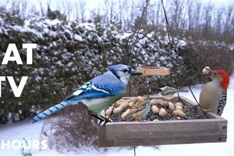 Red-Bellied Woodpeckers, Blue Jays and Birds in the Snow - 10 Hour Cat TV for Pets - Jan 19, 2024