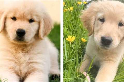 🐶 These Golden Puppies Help You Happier Everyday 😍 | Cute Puppies