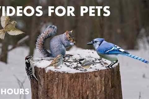 Woodpeckers, Nuthatches, Black Squirrels and More! - 10 Hour Cat TV for Pets to Watch - Jan 20, 2024