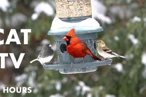 Backyard Birds Feeding in the Falling Snow - 10 Hour Cat TV for Cats to Watch - Jan 21, 2024