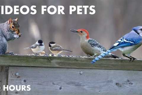 Mourning Doves, Woodpeckers, Blue Jays and More! - 10 Hour Video for Pets - Cat TV - Jan 22, 2024