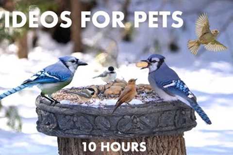 Cardinals, Blue Jays, Squirrels and Backyard Animals in the Snow - 10 Hour Cat TV - Jan 23, 2024