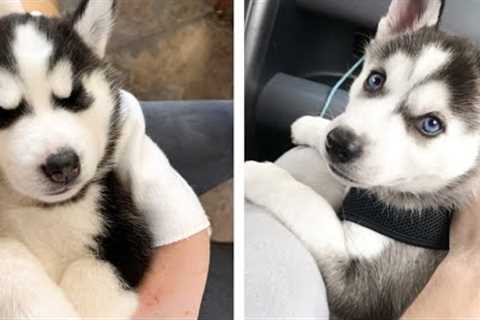 The Best Adorable Husky Puppies 🐶 Look Forward To Seeing Them All | Cute Puppies