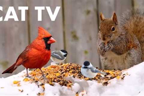 Cardinals, Finches, Juncos and Squirrels in the Snow - 10 Hour Cat TV for Pets - Jan 24, 2024