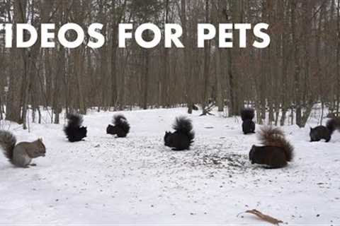 A Scurry of Squirrels in a Snowy Forest - 10 Hour Video for Pets and People - Cat TV - Jan 25, 2024