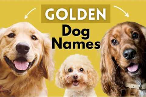 Stylish GOLDEN Dog Names- Male and Female Dog Names