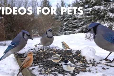 Blue Jays, Rabbits, Finches and Backyard Animals - 10 Hour Cat TV for Pets to Watch - Jan 26, 2024