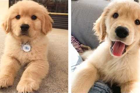 😍 These Adorable Cute Golden Puppies Make You Enjoy After Tired Day 💖| Cute Puppies