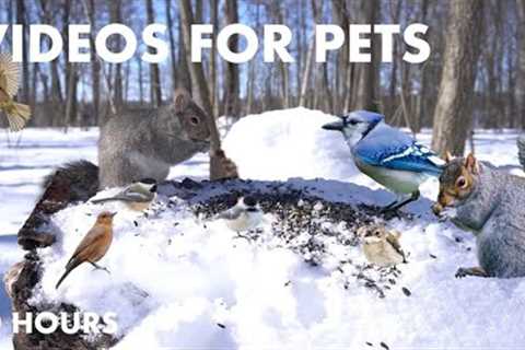 Saturday Morning Cartoons for Pets - Birds and Squirrels in the Snow - 10 Hour CAT TV - Jan 27, 2024