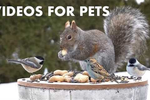 Sunday Morning Brunch for Birds and Squirrels - 10 Hour Cat TV for Pets to Watch - Jan 28, 2024