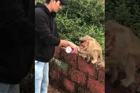 Guy Gives Water to Thirsty Monkey