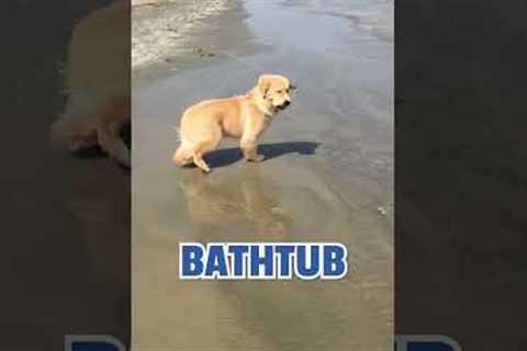 Dog Intimidated by Harmless Wave at The Beach