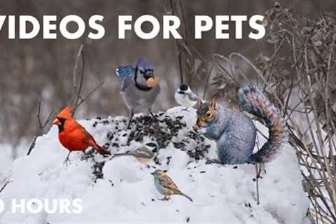 Cardinals, Blue Jays, Chickadees and Animals in the Snow - 10 Hour Cat TV for Pets - Jan 30, 2024