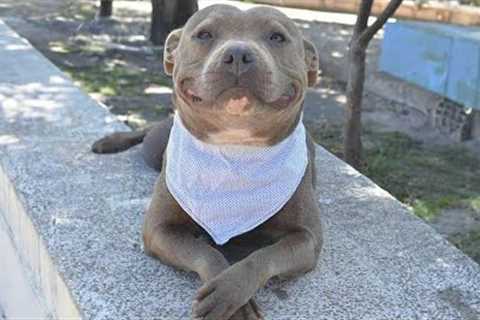 This Smiling Pitbull Dog Will Melt Your Heart 🤣