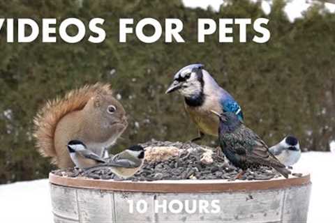 Starlings, Jays, Ravens, Squirrels and Backyard Animals - 10 Hour Cat TV for Pets - Jan 31, 2024