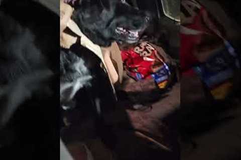 Woman Finds Dog With Pizza Box Stuck Around Its Neck