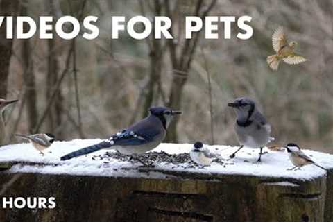 Birds and Squirrels in a Snowy Canadian Forest - 10 Hour Cat TV for Pets to Watch - Feb 01, 2024