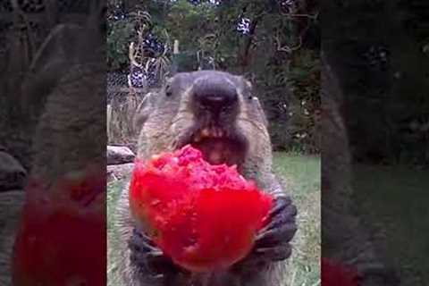 Groundhog Adorably Munches on Tomato