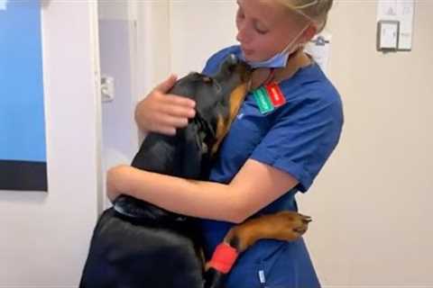 Big Dog Show His Deep Gratitude to The Vet Who Made Him All Better!❤️