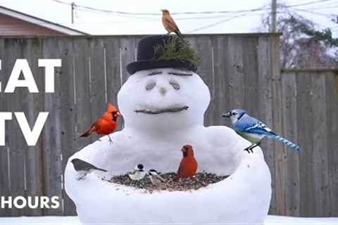 Backyard Snowman Feeding Birds and Squirrels - 10 Hour Videos for Pets - Cat TV - Feb 02, 2024