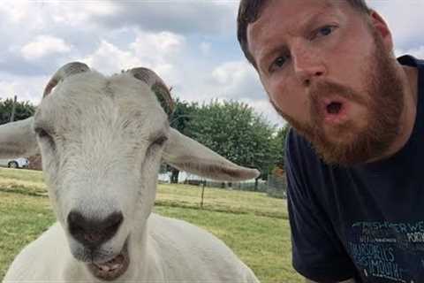 30 Minutes of the Greatest Goats of All Time