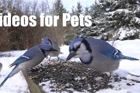 Sunday Morning Breakfast for Backyard Blue Jays and Friends - 10 Hour Cat TV for Pets - Feb 04, 2024