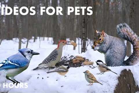 Woodpeckers, Black Squirrels and Forest Friends in the Snow - Cat TV for Pets to Watch - Feb 5, 2024