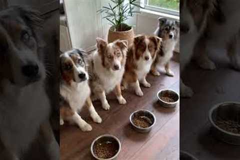 Dogs Shake Pet Parent's Hand Before Eating