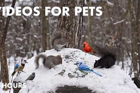 Forest Animals in a Winter Wonderland - 10 Hour Video for Pets - Cat TV for Cats - Feb 06, 2024