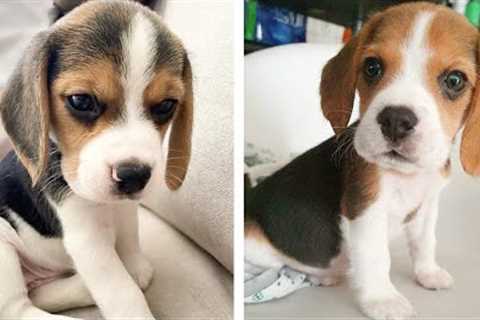 AWW 🥰 The Best Adorable Beagle Puppies in The Planet Makes Your Heart Melt | Cute Puppies