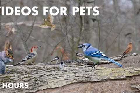 Cardinals, Woodpeckers, Red Squirrels and More - 10 Hour Cat TV for Pets to Watch - Feb 07, 2024