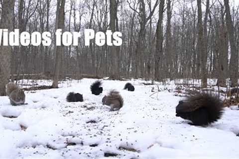 A Scurry of Squirrels in a Beautiful Winter Forest - 10 Hour Cat TV for Pets to Watch - Feb 09, 2024