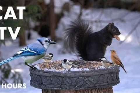 Saturday Morning Cartoons for Pets - 10 Hour CAT TV of Backyard Birds and Squirrels - Feb 10, 2024