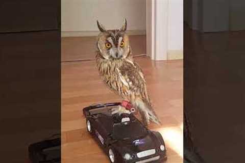 Superb Owl Drives Toy Car Around House