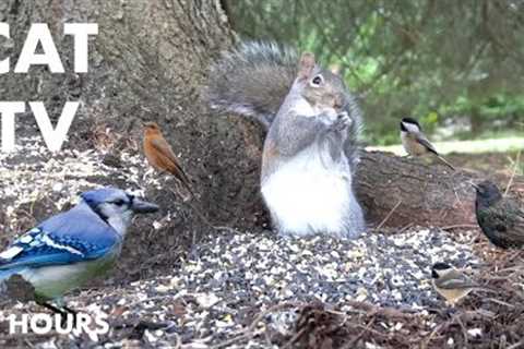 Sunday Morning Brunch for Backyard Birds and Squirrels - 10 Hour CAT TV for Pets - Feb 11, 2024