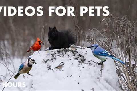 Forest Birds and Squirrels in the Falling Snow - 10 Hour Cat TV for Pets to Watch - Feb 12, 2024