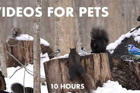 Squirrels in a Snowy Canadian Forest - 10 Hour Cat TV for Pets and People to Watch - Feb 13, 2024