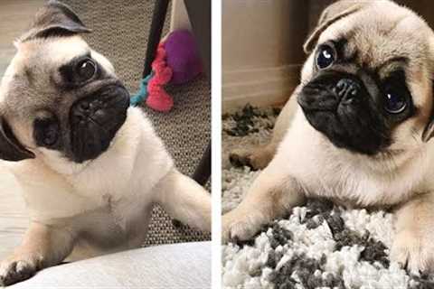 😍 These Pug Puppies Will Brighten Your Day 🐶 | Cute Puppies